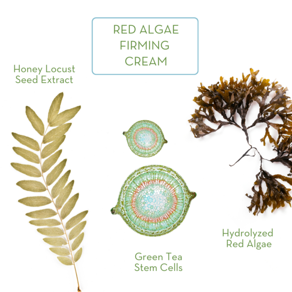 Red Algae Face Cream - Image 2